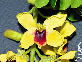 Archivo:Caesalpinia echinata-flor