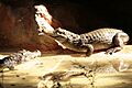 Caiman zoo 332-favorite
