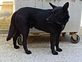 Canis lupus familiaris 001
