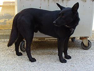 Archivo:Canis lupus familiaris 001