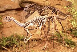 Ceratosaurus & Dryosaurus.jpg