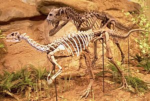 Archivo:Ceratosaurus & Dryosaurus