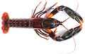 Cherax snowden holotype male (MZB Cru 4291)