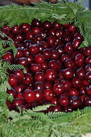 Archivo:Cherries cerezas Valle del Jerte 01