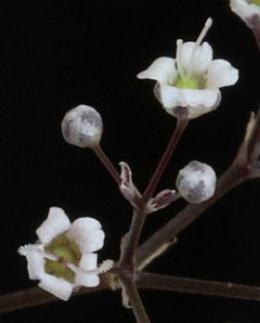 Archivo:Close-up of 2 baby's breath (Gypsophila paniculata) flowers