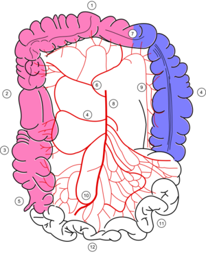Archivo:Colonic blood supply