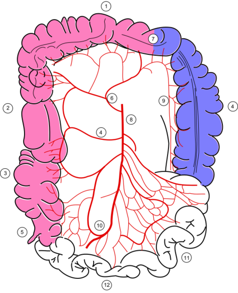 Colonic blood supply