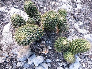 Archivo:Coryphantha octacantha (5776826539)