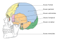 Cranial bones es