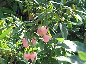 Archivo:Crinodendron hookerianum