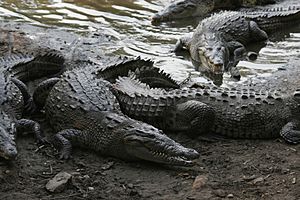 Archivo:Crocodylus acutus 05