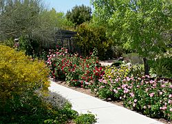Archivo:Desert Demonstration Garden roses