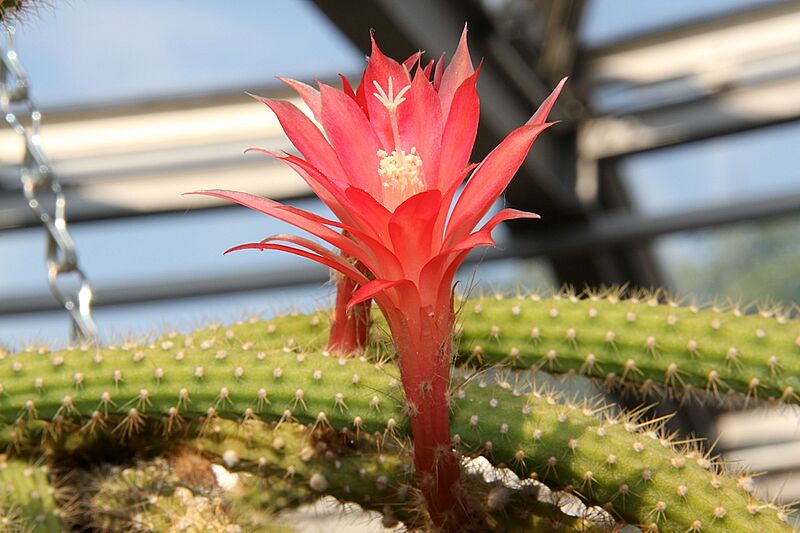Disocactus martianus pm