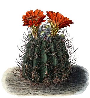 Archivo:Echinopsis lateritia BlKakteenT120