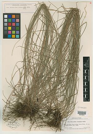 Archivo:Ekmanochloa