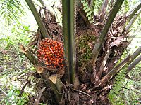 Archivo:Elaeis guineensis fruits on tree