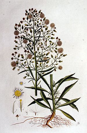 Archivo:Erigeron canadense — Flora Batava — Volume v1