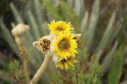Espeletia congestiflora1.jpg