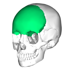 Archivo:Frontal bone lateral3