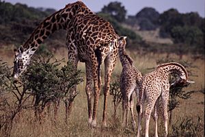 Archivo:Giraffe Family