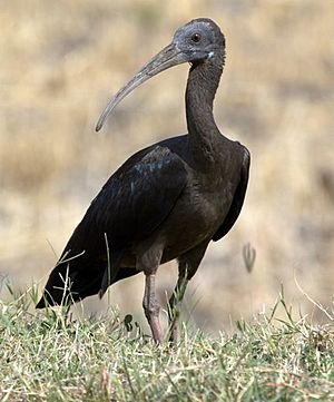 Archivo:Glossy ibis