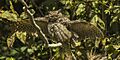 Great Horned Owl - Brazil H8O1218 - 16098043600