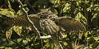 Great Horned Owl - Brazil H8O1218 - 16098043600