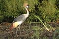 Grey crowned crane2