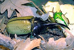 Hercules.beetle.arp.jpg