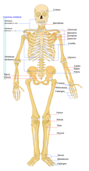 Archivo:Human skeleton front es