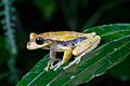 Isthmohyla pseudopuma, Monteverde, Costa Rica imported from iNaturalist photo 351398052