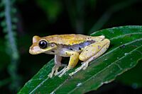 Isthmohyla pseudopuma, Monteverde, Costa Rica imported from iNaturalist photo 351398052.jpg