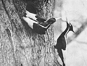 Archivo:Ivory-bill pair