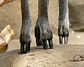 Klipspringer (Oreotragus oreotragus) feet