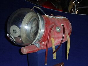 Archivo:Laika experimental space dog space suit