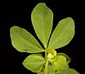 Lotus pedunculatus5 ies