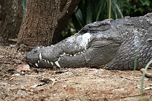 Archivo:Marsh crocodile or Magar at Ranganathittu Sanctuary (pix SShukla)