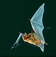 Myotis austroriparius 2