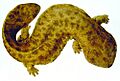 Naturalis Biodiversity Center - Andrias japonicus - Japanese giant salamander - Siebold Collection