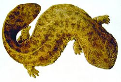 Naturalis Biodiversity Center - Andrias japonicus - Japanese giant salamander - Siebold Collection.jpg