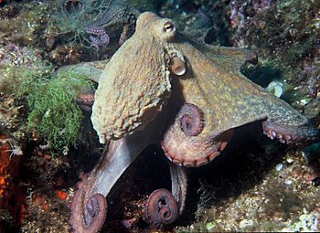Archivo:Octopus vulgaris 2