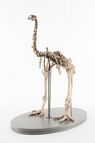 Pachyornis elephantopus (AM LB5950) 601344.jpg