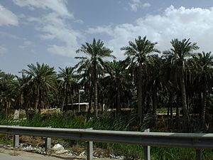 Palm trees in Hofuf.JPG
