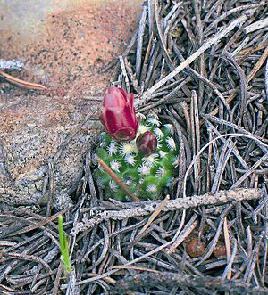 Archivo:Pediocactus knowltonii fh 27 5 COL NM border B