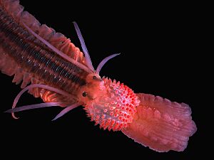 Archivo:Phyllodoce lineata