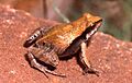Physalaemus gracilis