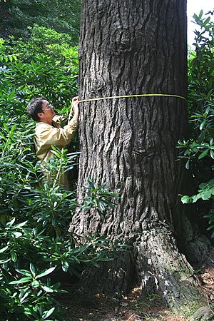 Archivo:Pinus strobus JPG1b