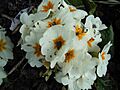 Primula varia 03-04-2005 12.03.34