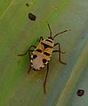 Probergrothius angolensis closeup 1