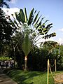 Ravenala madagascariensis 1